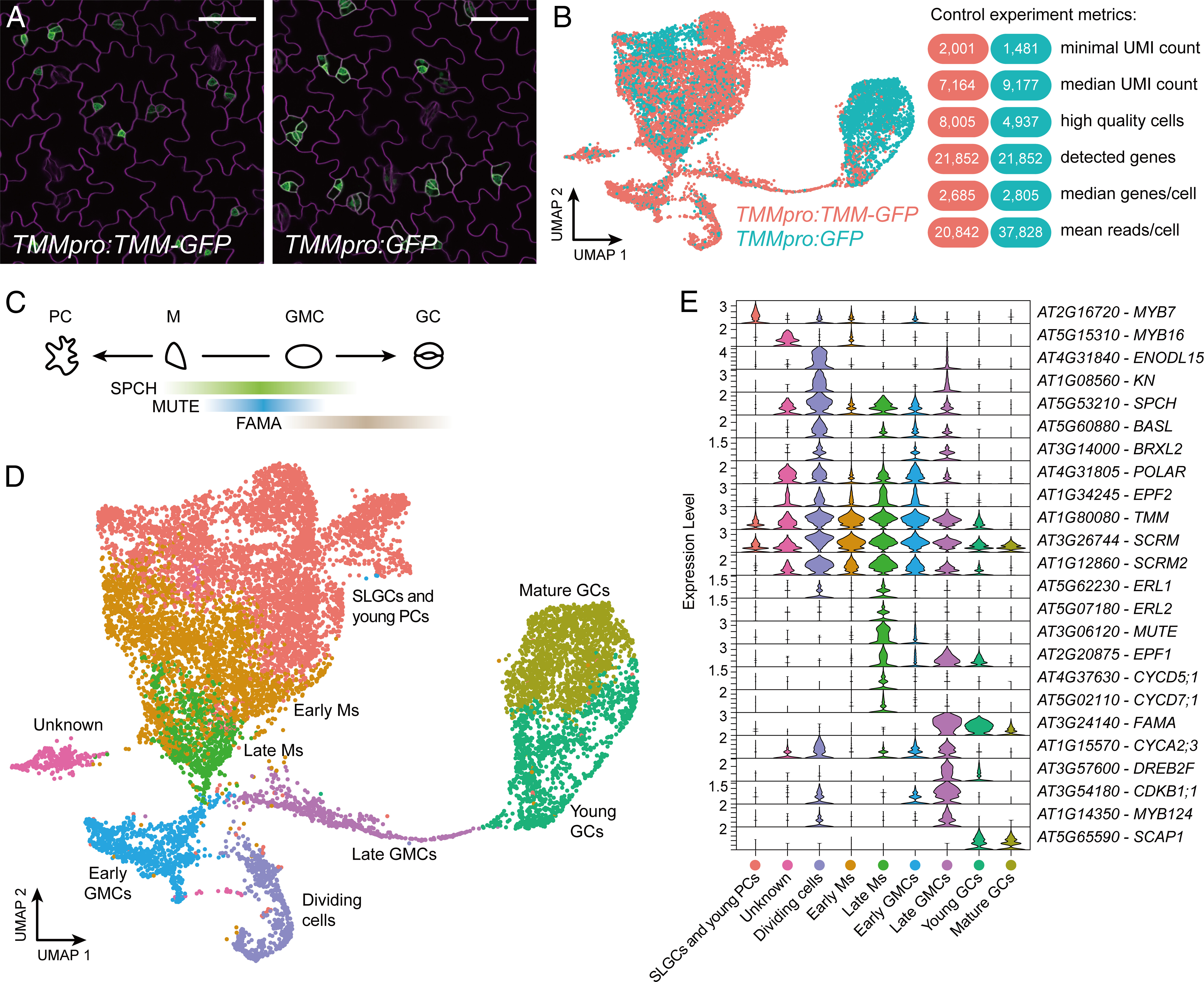 Cell type–specific attenuation of brassinosteroid signaling precedes stomatal asymmetric cell division