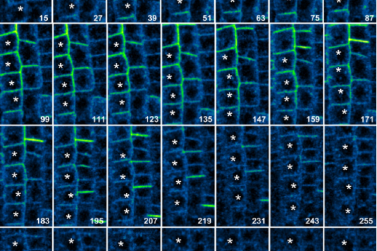 BRI1Q endocytosis is independent of ligand binding